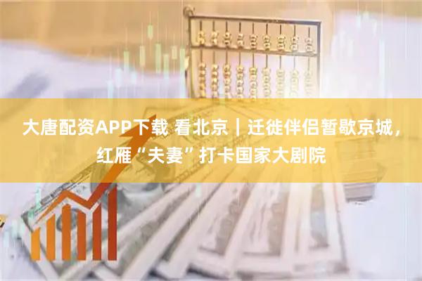大唐配资APP下载 看北京｜迁徙伴侣暂歇京城，红雁“夫妻”打卡国家大剧院